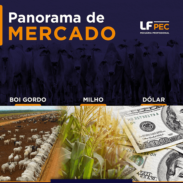 Panorama da Divisão: Peso-Leve, Outubro de 2023